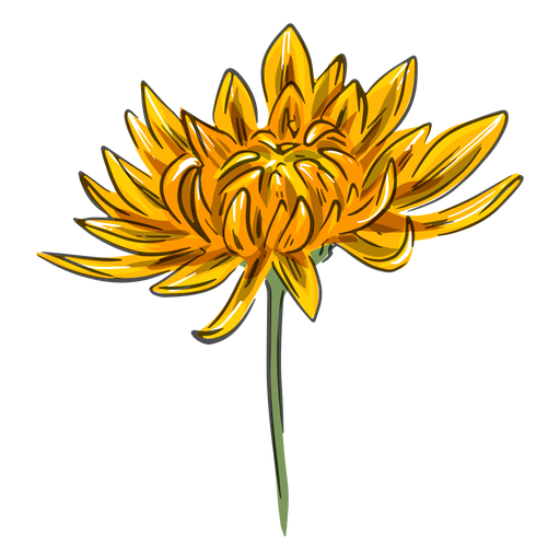 Flor de crisantemo amarillo Diseño PNG