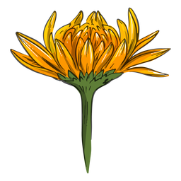 Flor amarela de crisântemo legal Desenho PNG