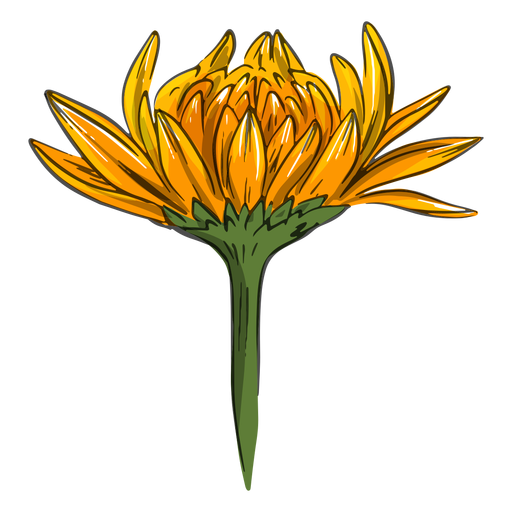 Flor de crisantemo amarillo fresco Diseño PNG
