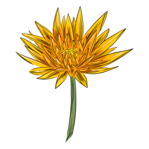 Flor amarela de crisântemo simples Desenho PNG