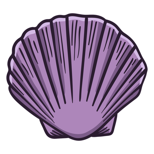 Seashells calico scallop hand drawn