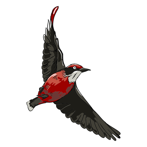 Ilustração de pássaro vermelho realista voando Desenho PNG