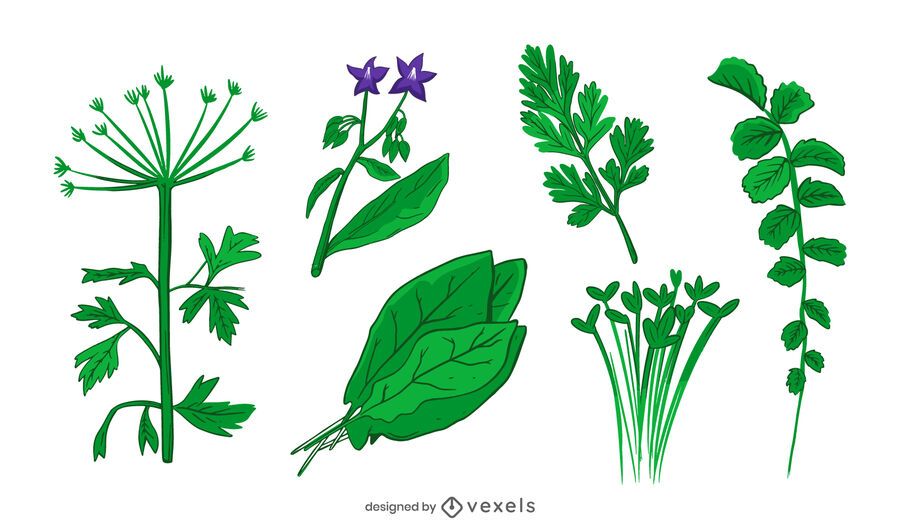 Herb Illustration Set Vector Download