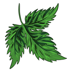 Folha verde desenhada Desenho PNG