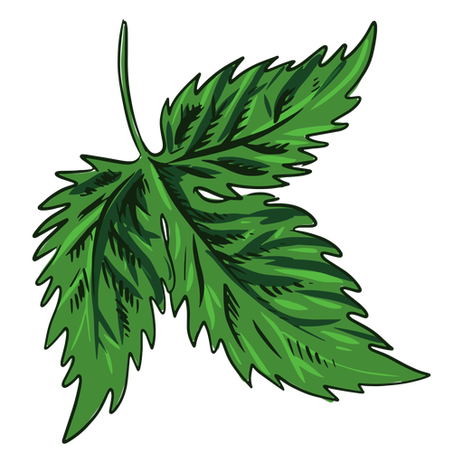 Folha verde desenhada Desenho PNG