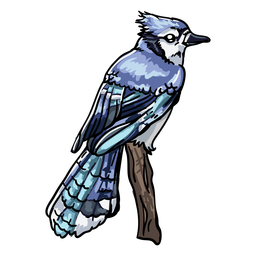 Blue Jay Animal Vector Illustration Hand Drawn Cartoon Art Royalty Free  SVG, Cliparts, Vectors, And Stock Illustration. Image 132620300.