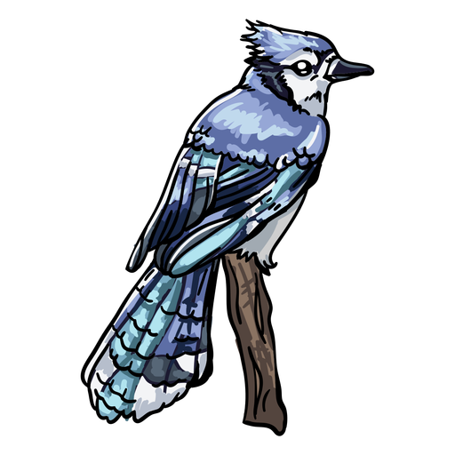 Realistic Hand Drawn Bird Blue Jay Transparent Png Svg Vector