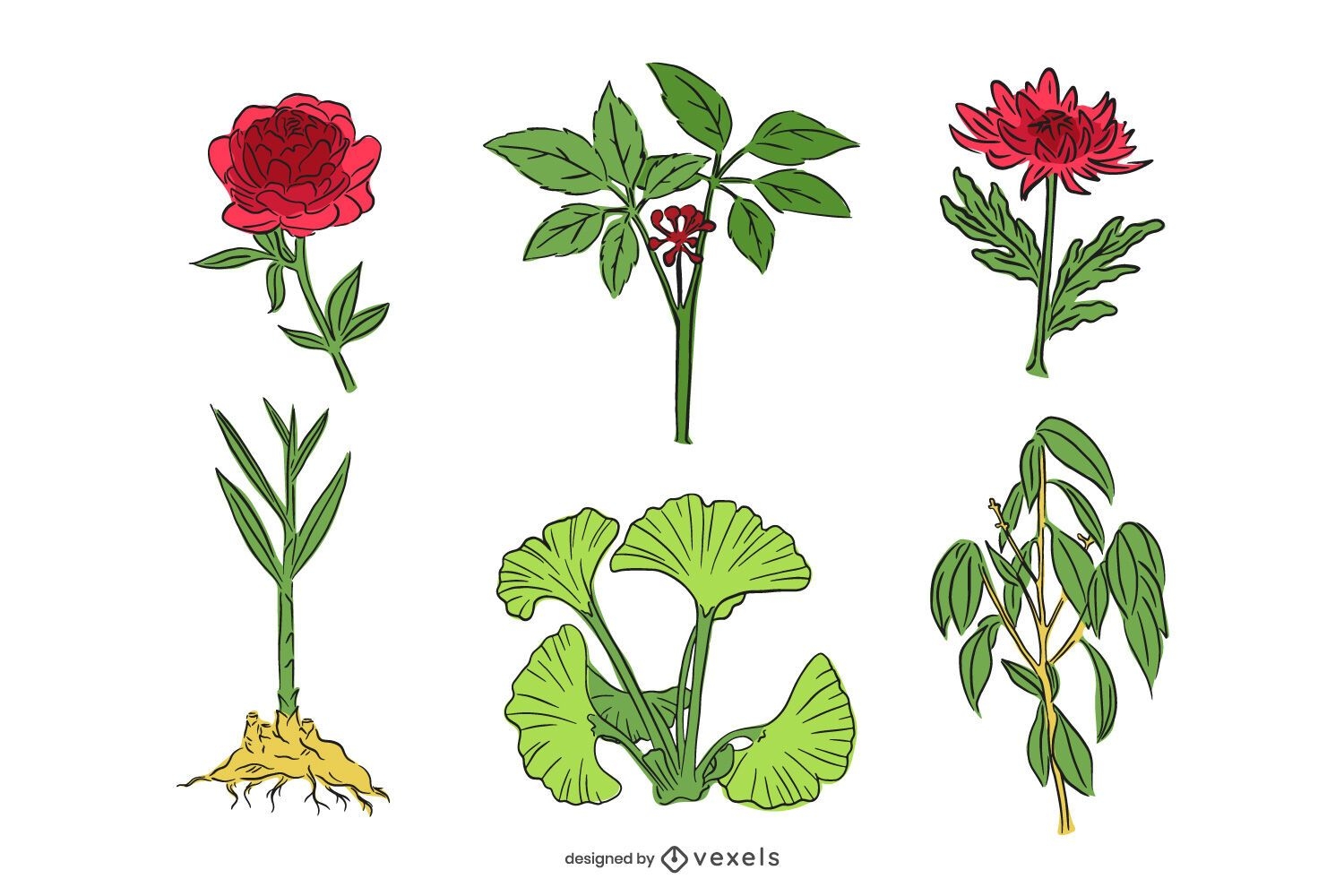 Medicinal Herbs Illustration Set