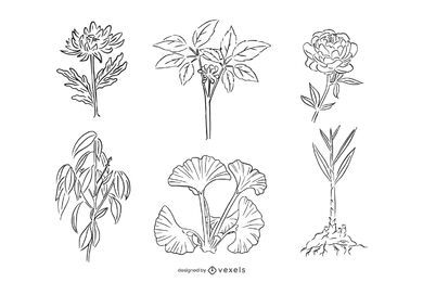 Medicinal Herbs Stroke Illustration Set Medicinal Herbs Stroke Illustration Set