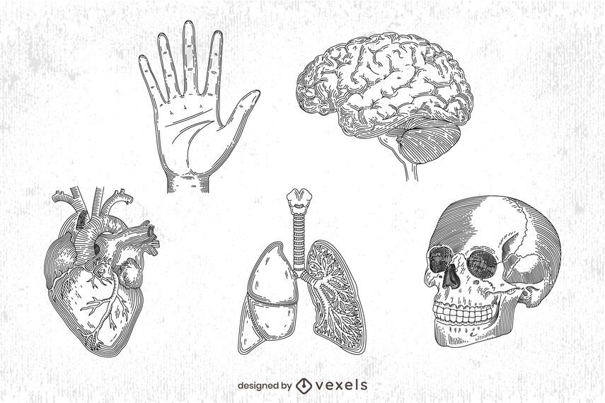 hand drawn human anatomy set hand drawn human anatomy set
