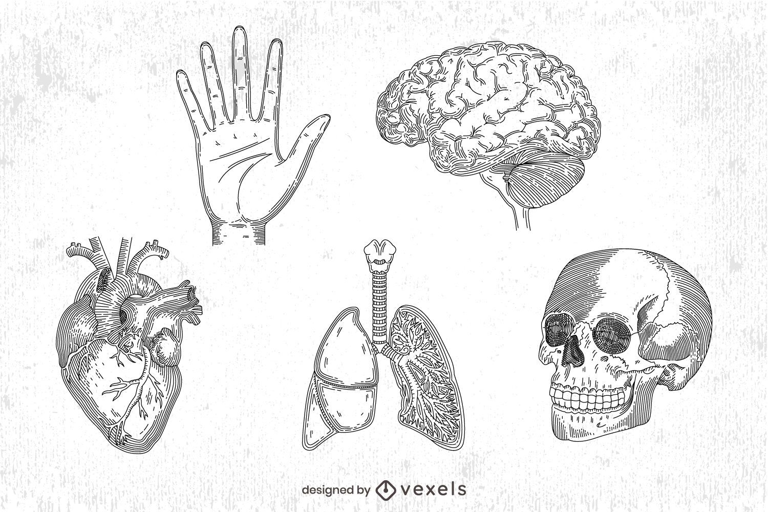 handgezeichnetes menschliches Anatomieset