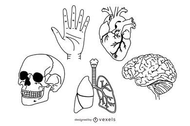 conjunto de anatomia humana de acidente vascular cerebral