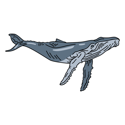 Blue whale sea animal stroke PNG Design