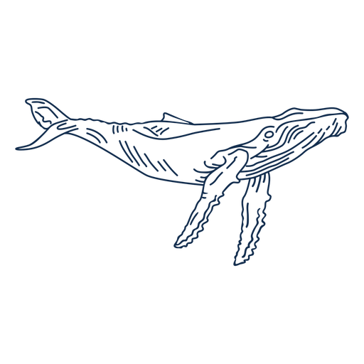 Blue whale stroke PNG Design