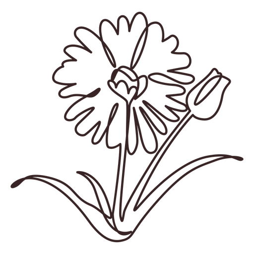 Flor da margarida e desenho de linha rosa Desenho PNG