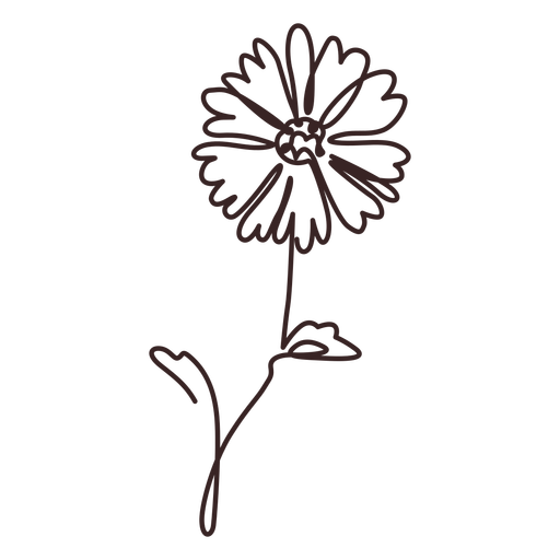Strichzeichnung der Gänseblümchenblumenpflanze PNG-Design