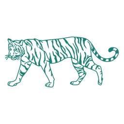 Walking tiger cute look design PNG Design
