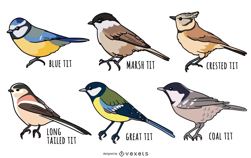 Tit birds illustration set