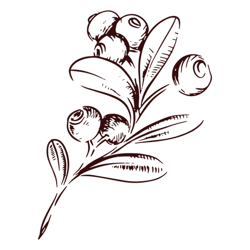 Cranberries branch hand drawn PNG Design