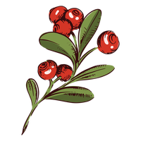 Cranberry PNG Designs For T Shirt Merch