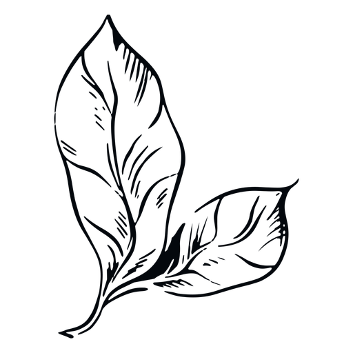 Leaf black and white illustration PNG Design