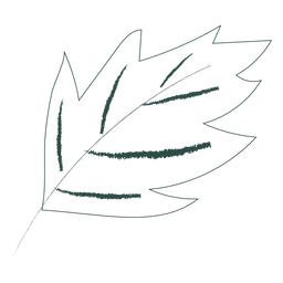 Leaf without color hand drawn PNG Design