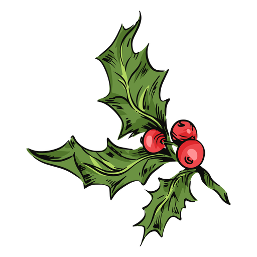 Mistletoe leaves illustration
