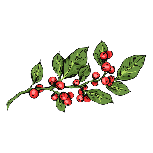 Mistletoe plant illustration PNG Design