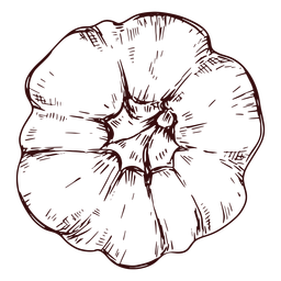 Pumpkin from above hand drawn PNG Design