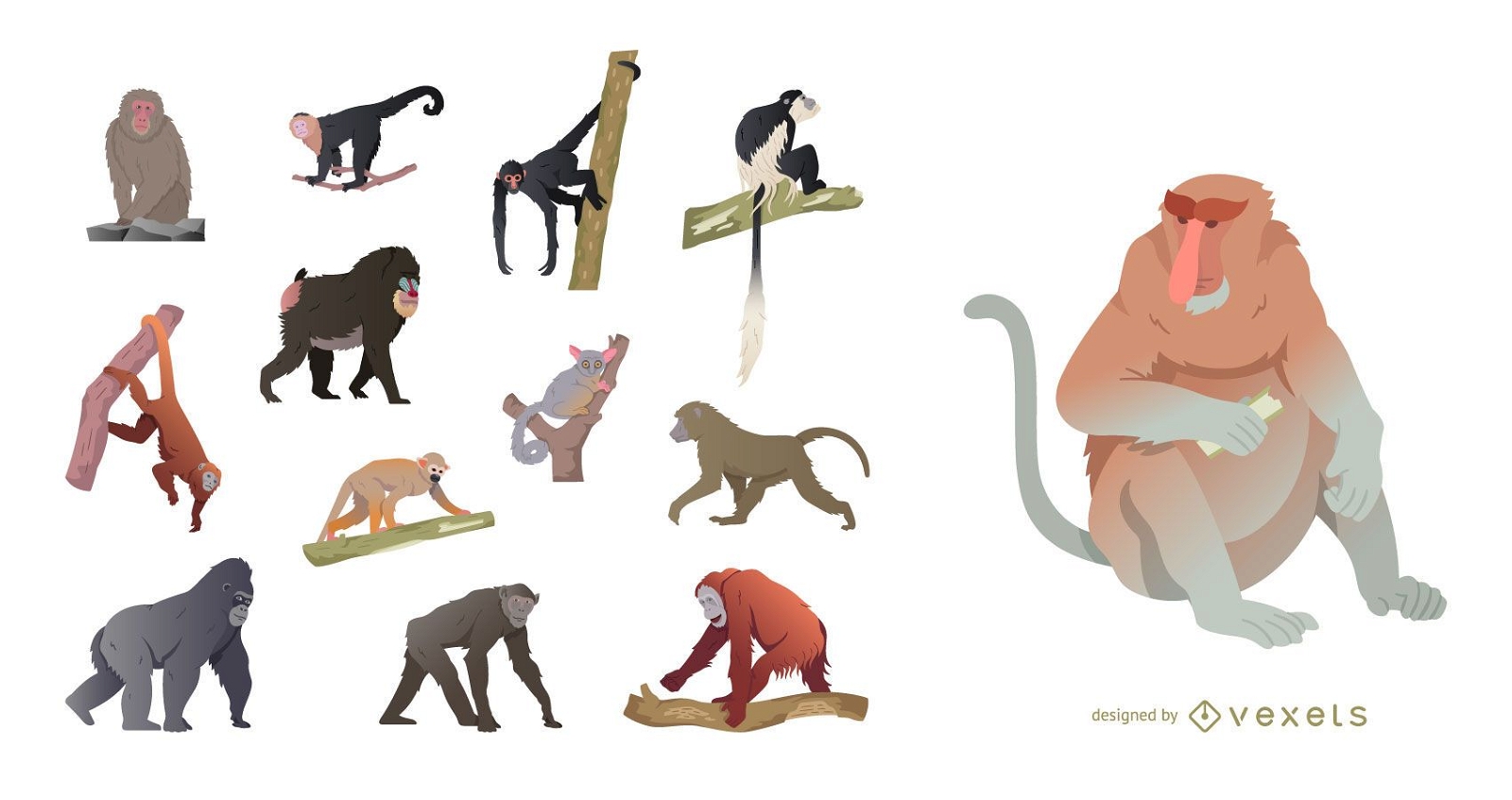 Monkey species illustration set