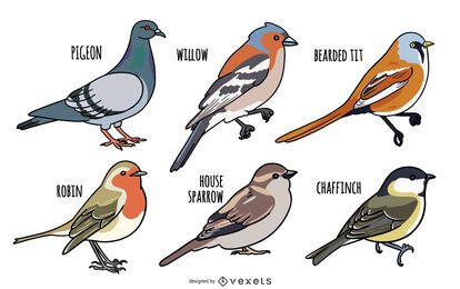 Bird Illustration Design Set