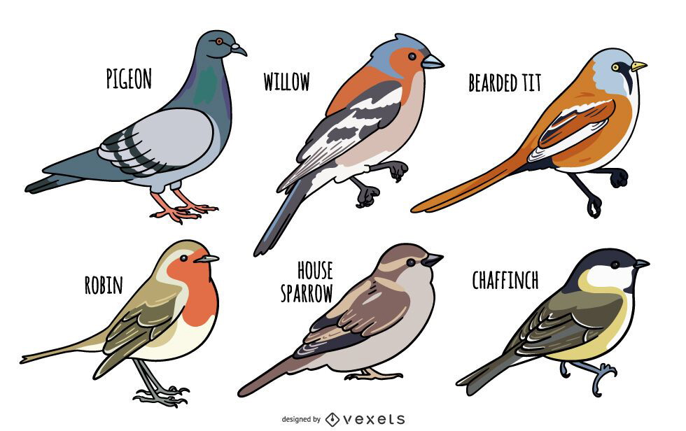 Conjunto de diseño de ilustración de aves