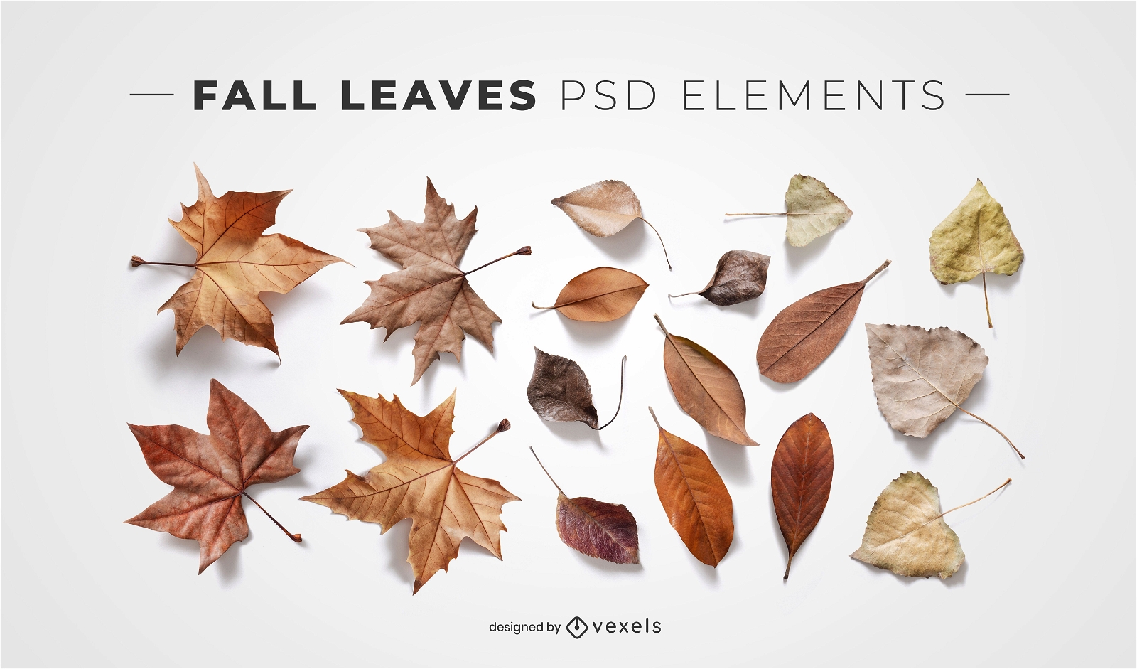 Fall leaves psd elements for mockups