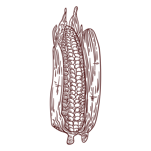 Maiskolben Hand Gezeichnet Transparenter Png Und Svg Vektor