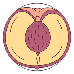 Ilustración de melocotón en rodajas de fruta Diseño PNG
