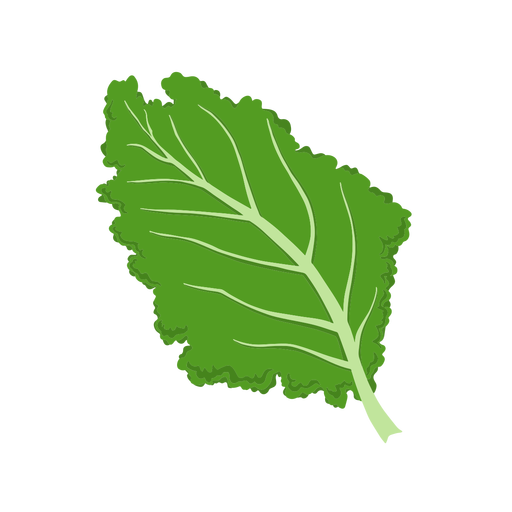 Ilustração da folha vegetal da couve Desenho PNG