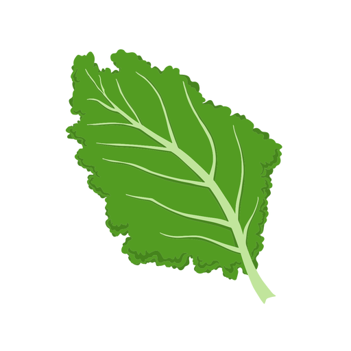 Ilustra??o da folha vegetal da couve Desenho PNG