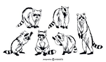 Conjunto de ilustração de animais de guaxinim