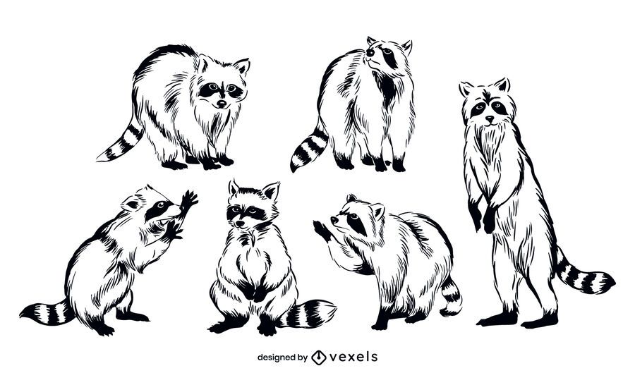 Raccoon Animal Illustration Set Raccoon Animal Illustration Set