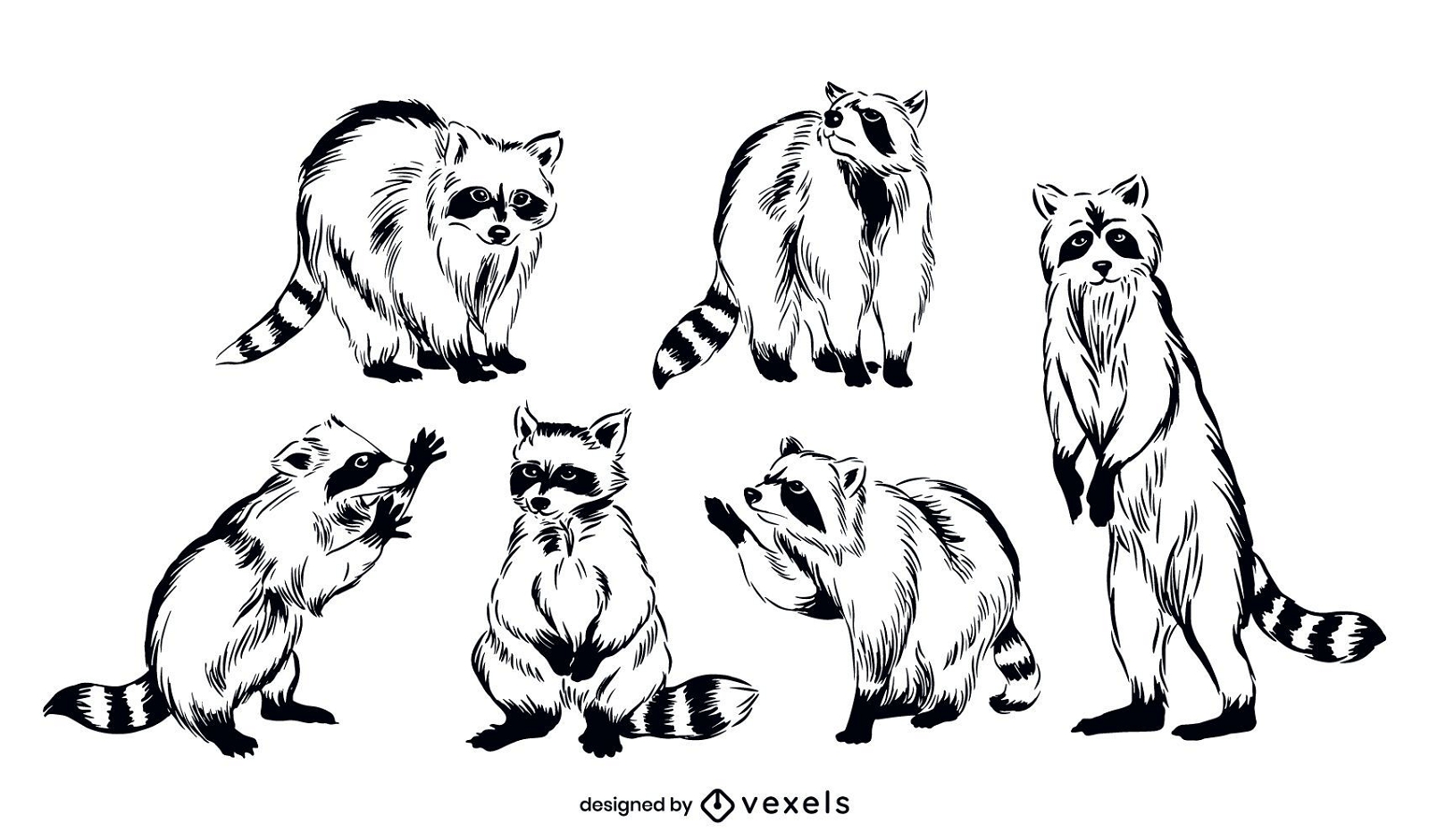 Conjunto de ilustração de animais de guaxinim