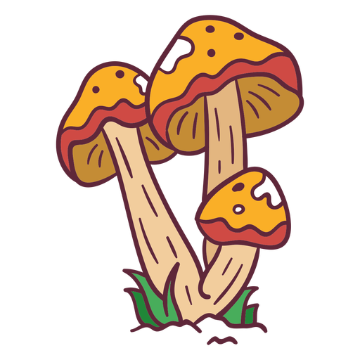 Mushroom amanita caesarea illustration