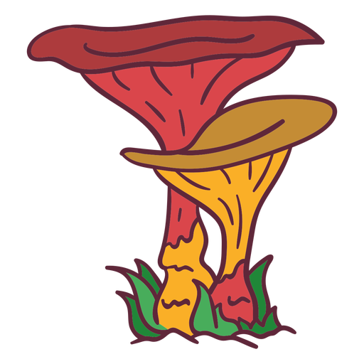 Oyster mushroom fungus illustration