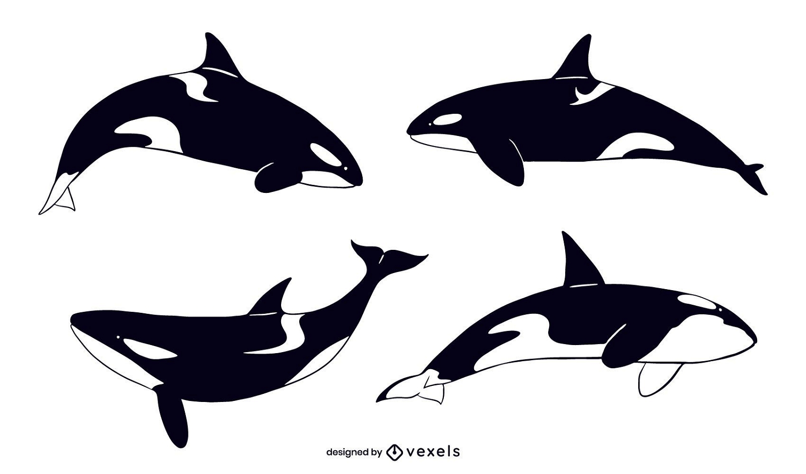 Killer whale illustration set