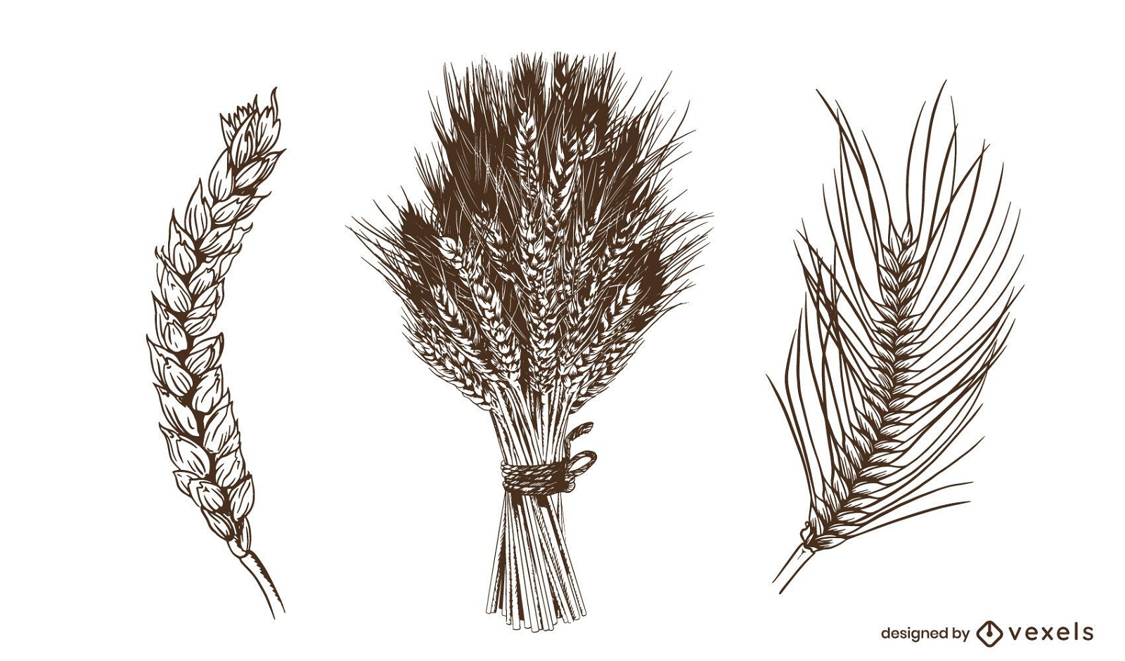 Wheat spikes hand drawn set