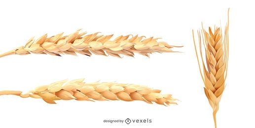 Wheat spikes realistic set