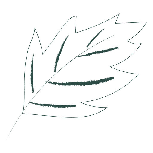 Leaf without color hand drawn leaf PNG Design
