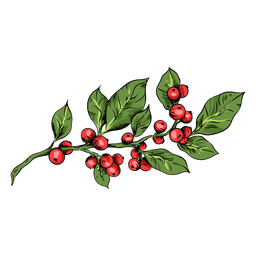 Mistel Pflanze Illustration Mistel PNG-Design