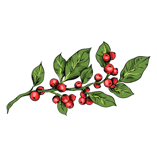 Mistletoe plant illustration mistletoe PNG Design