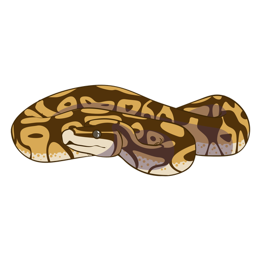 Coiled front view snake flat PNG Design