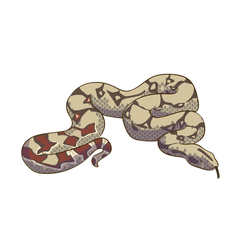 Desenho de animal cobra colorido